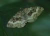 Epirrhoe alternata